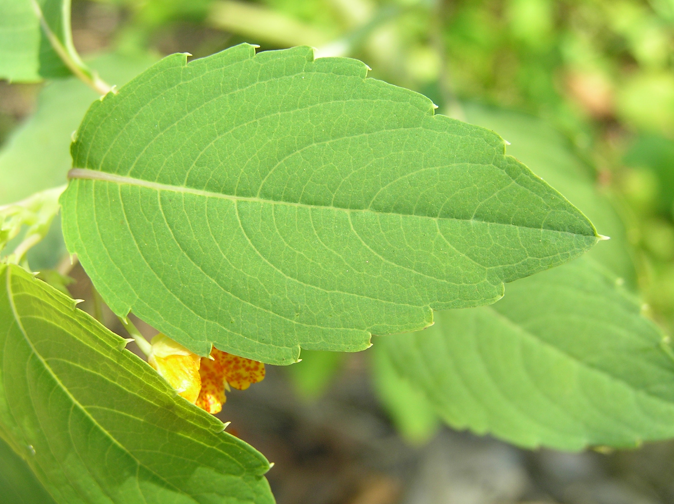 Native Trees Of Indiana River Walk